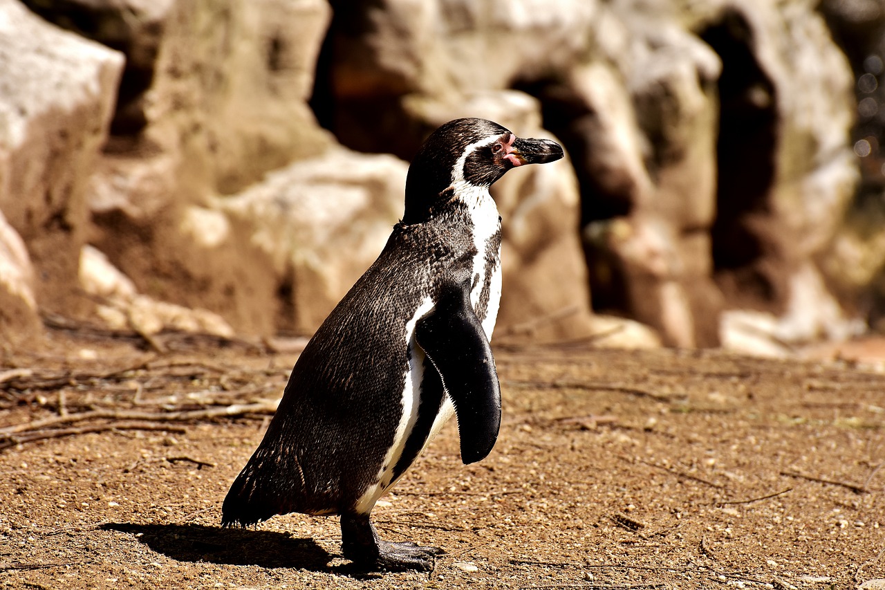 penguin animal animal world free photo