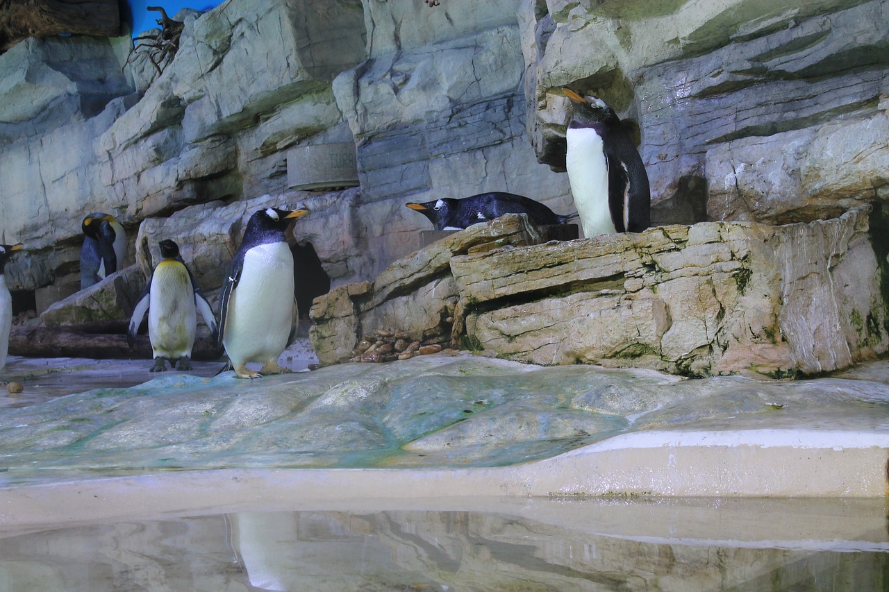 penguin colony penguins free photo