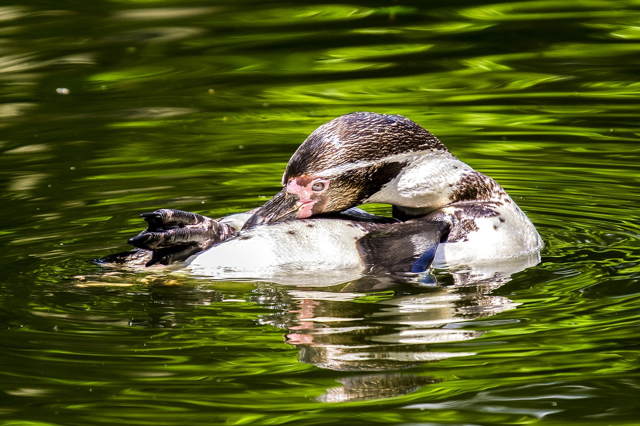 penguin water bird bird free photo