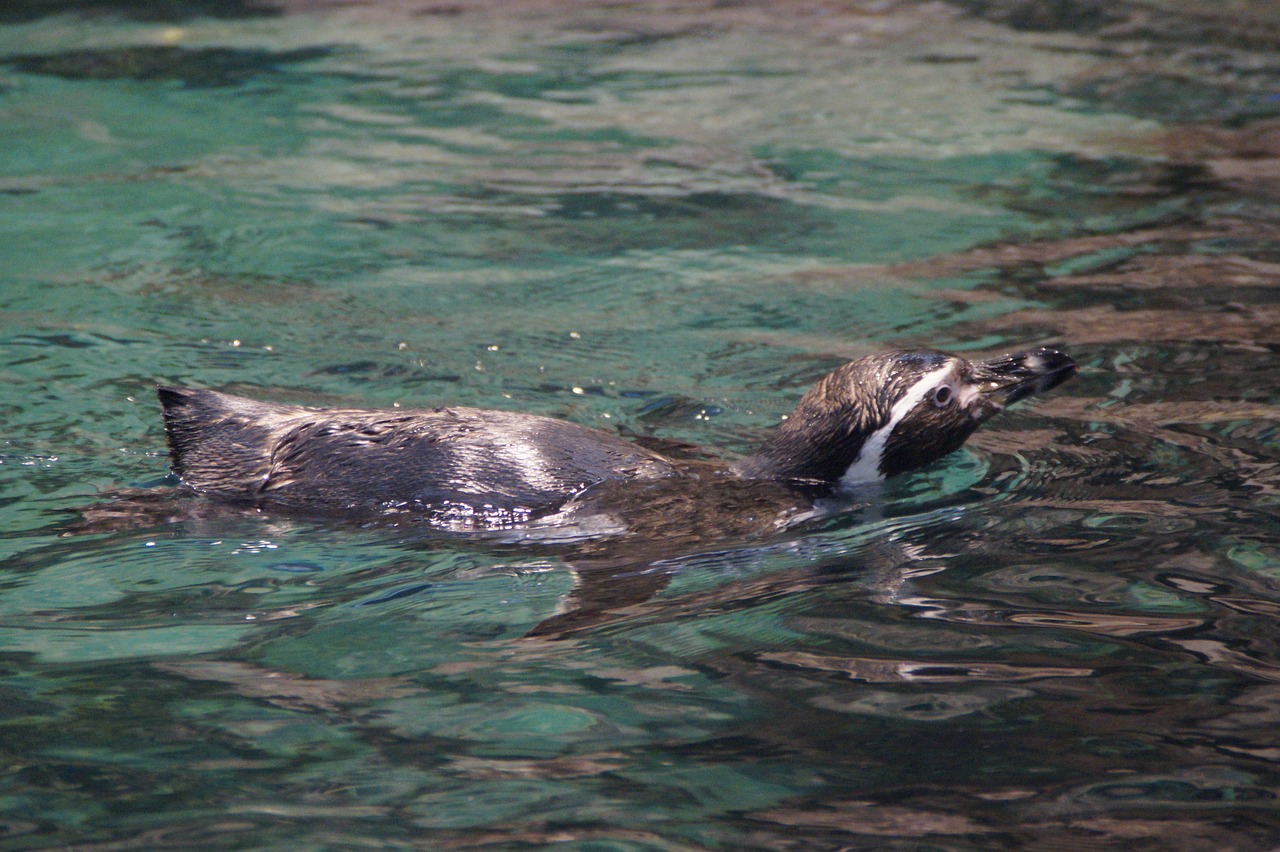 penguin floating zoo free photo