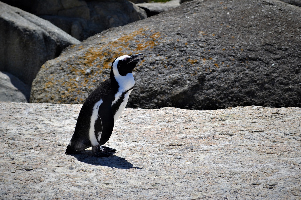 penguin enjoy drag free photo