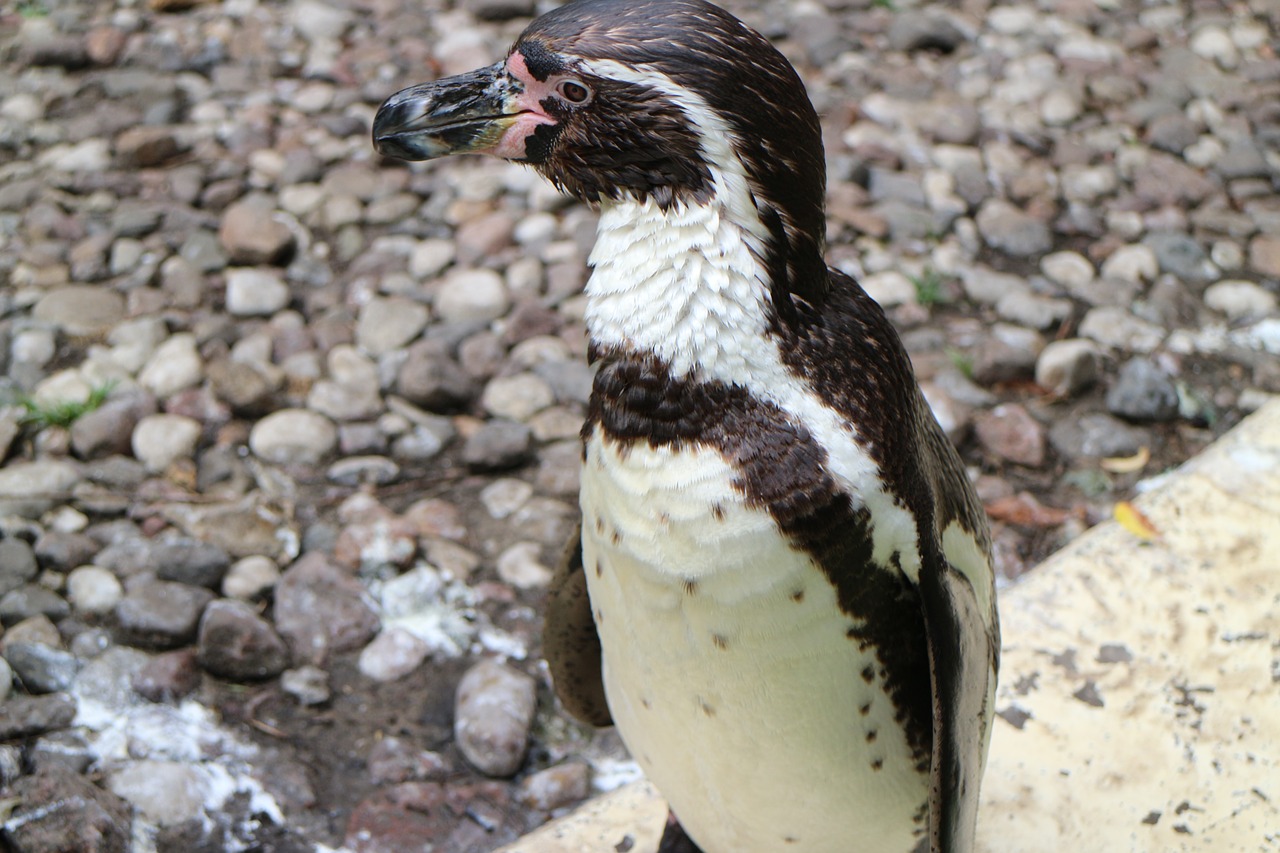 penguin zoo animal world free photo