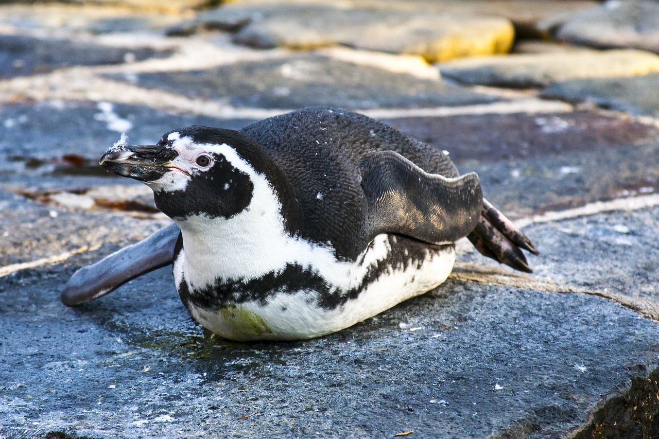 penguin zoo prague free photo