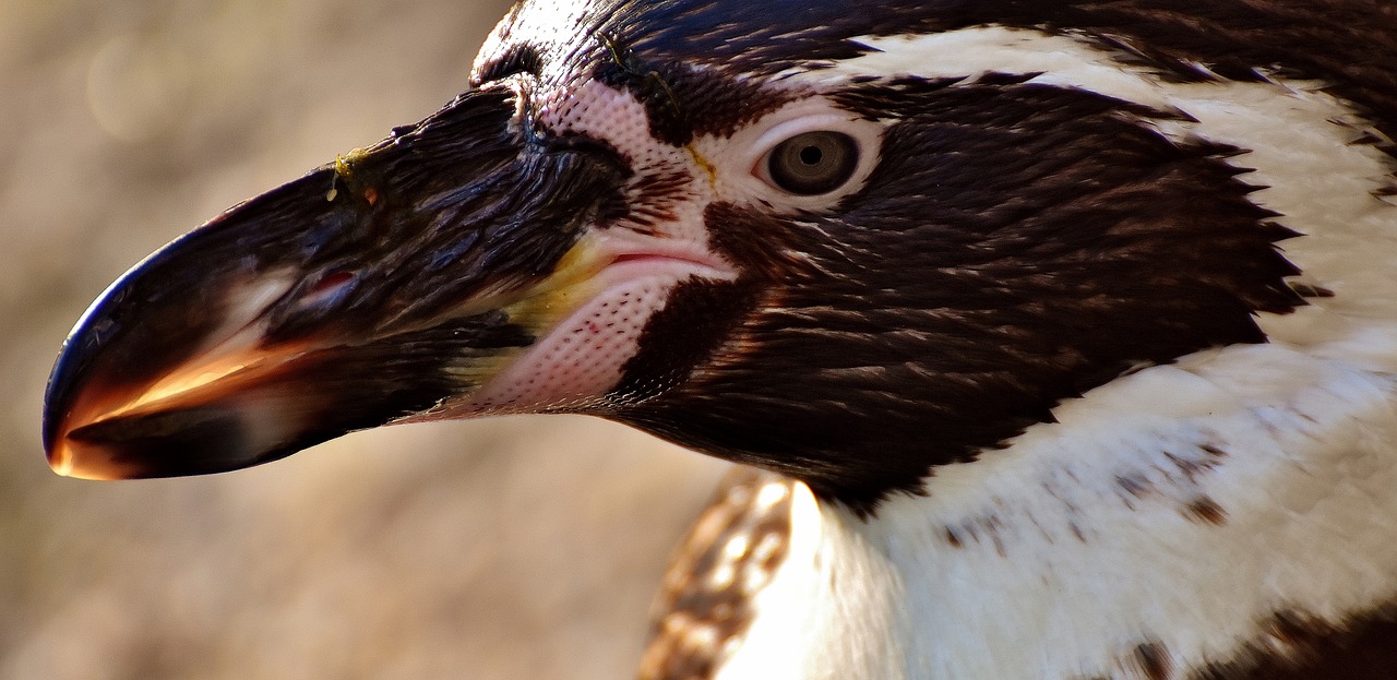 penguin animal animal world free photo