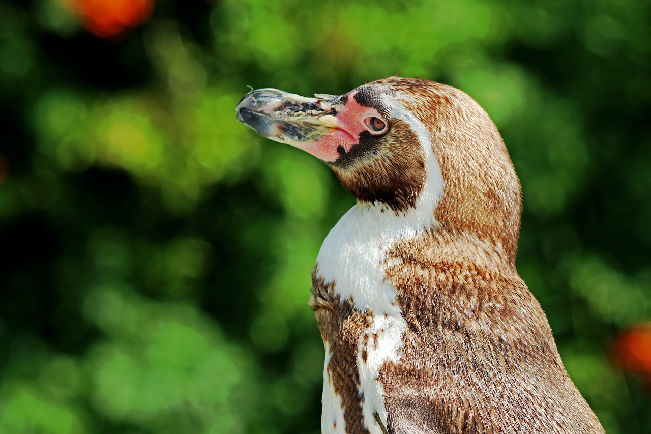 penguin zoo animal free photo