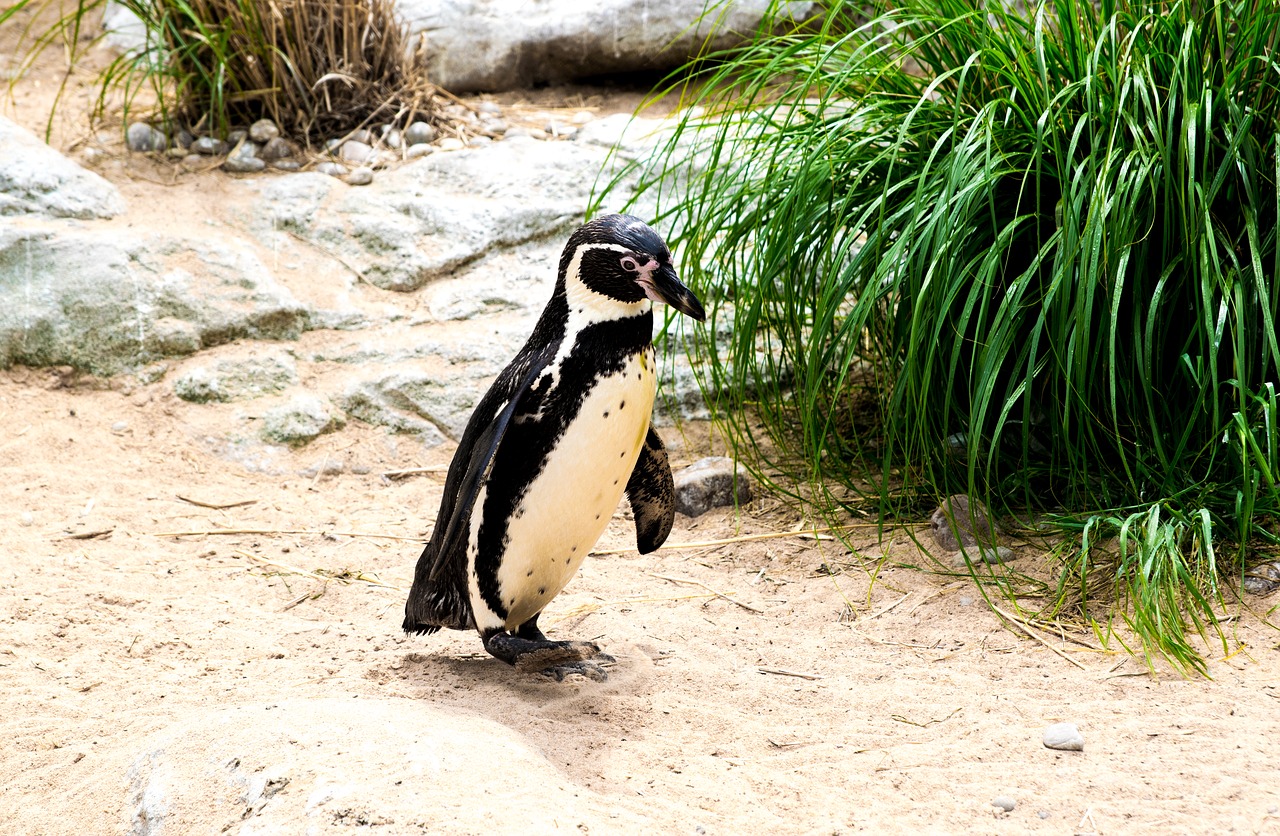 penguin water nature free photo