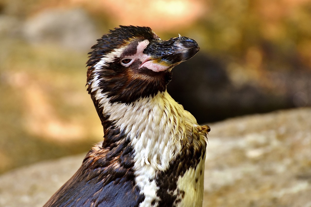 penguin animal animal world free photo