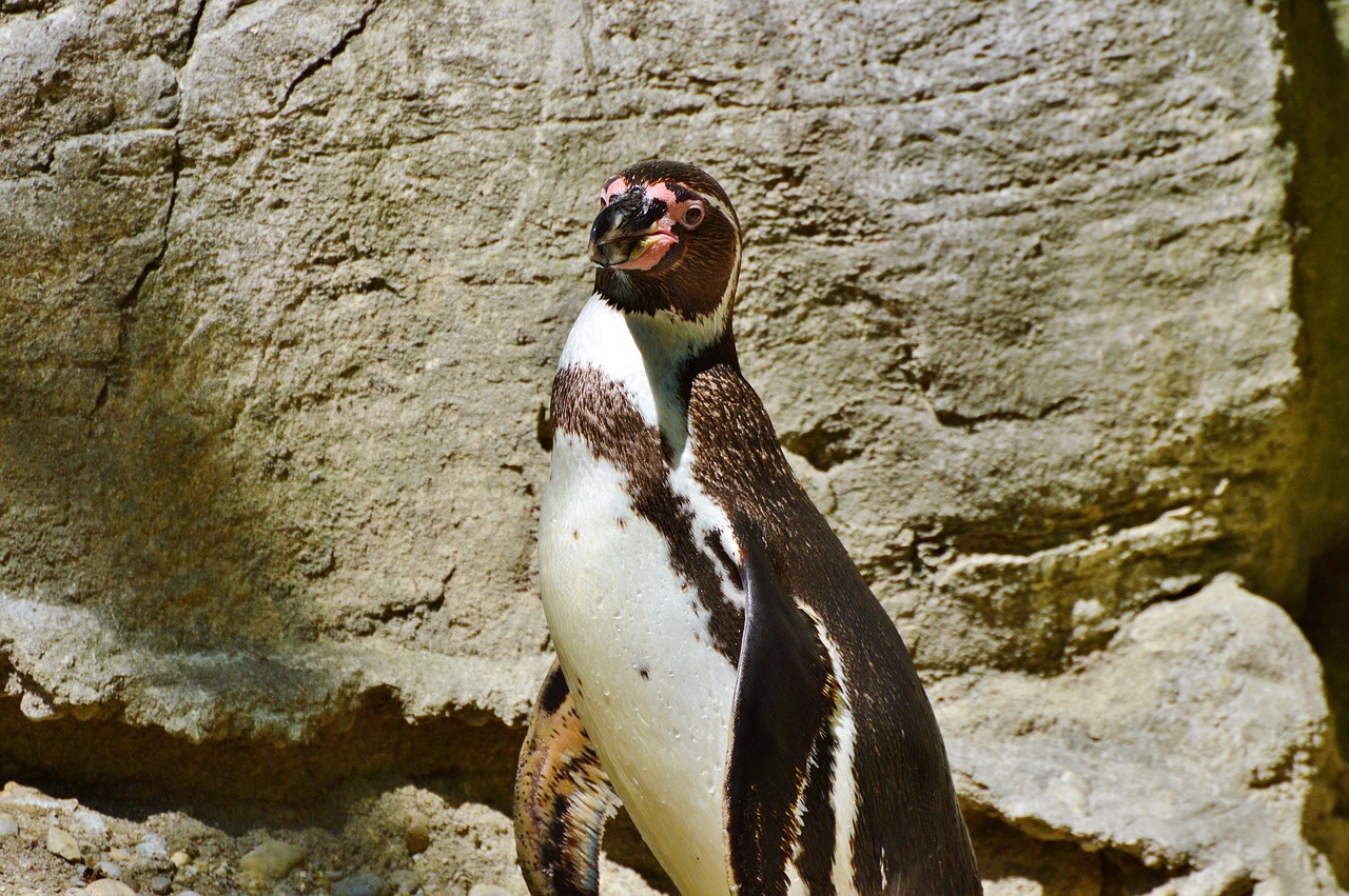 penguin bird water bird free photo