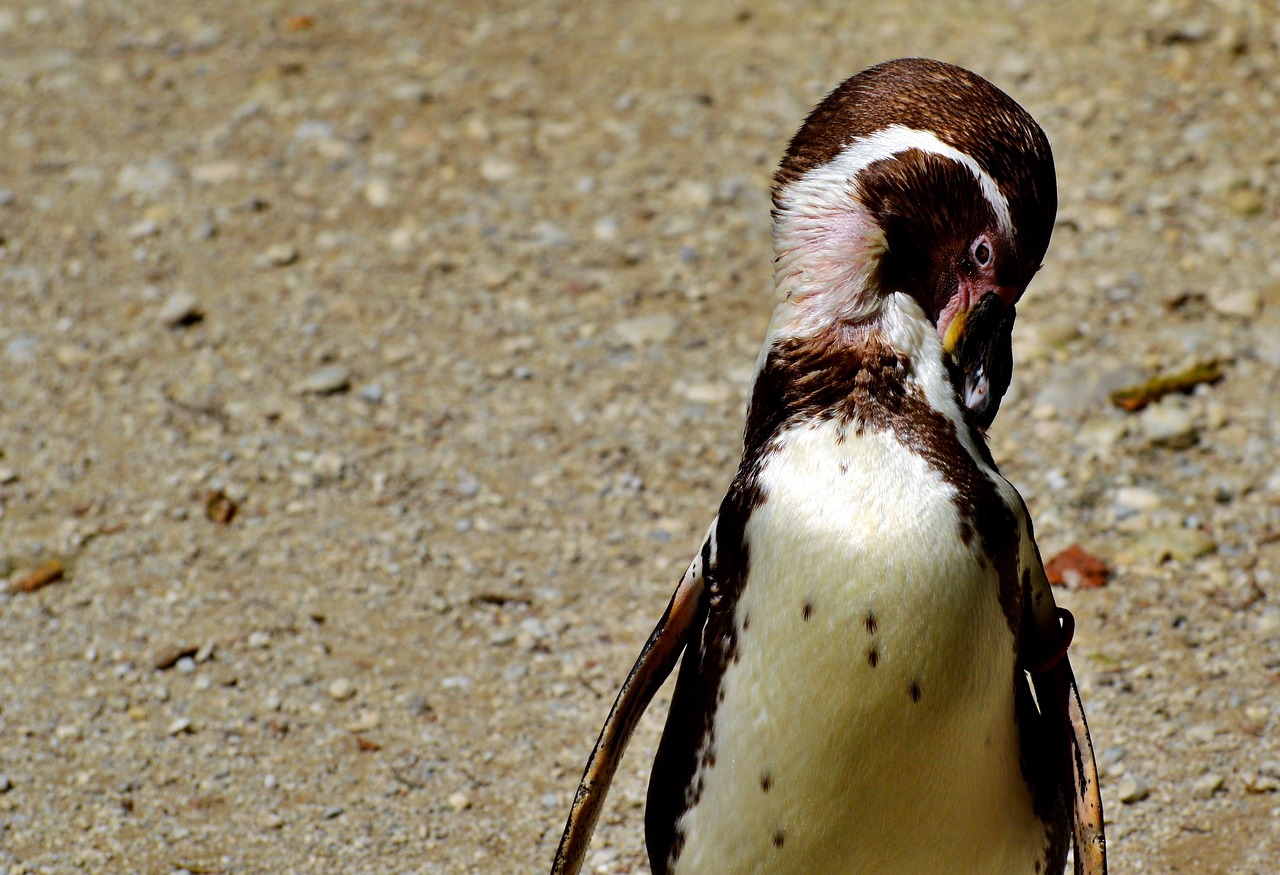 penguin bird water bird free photo