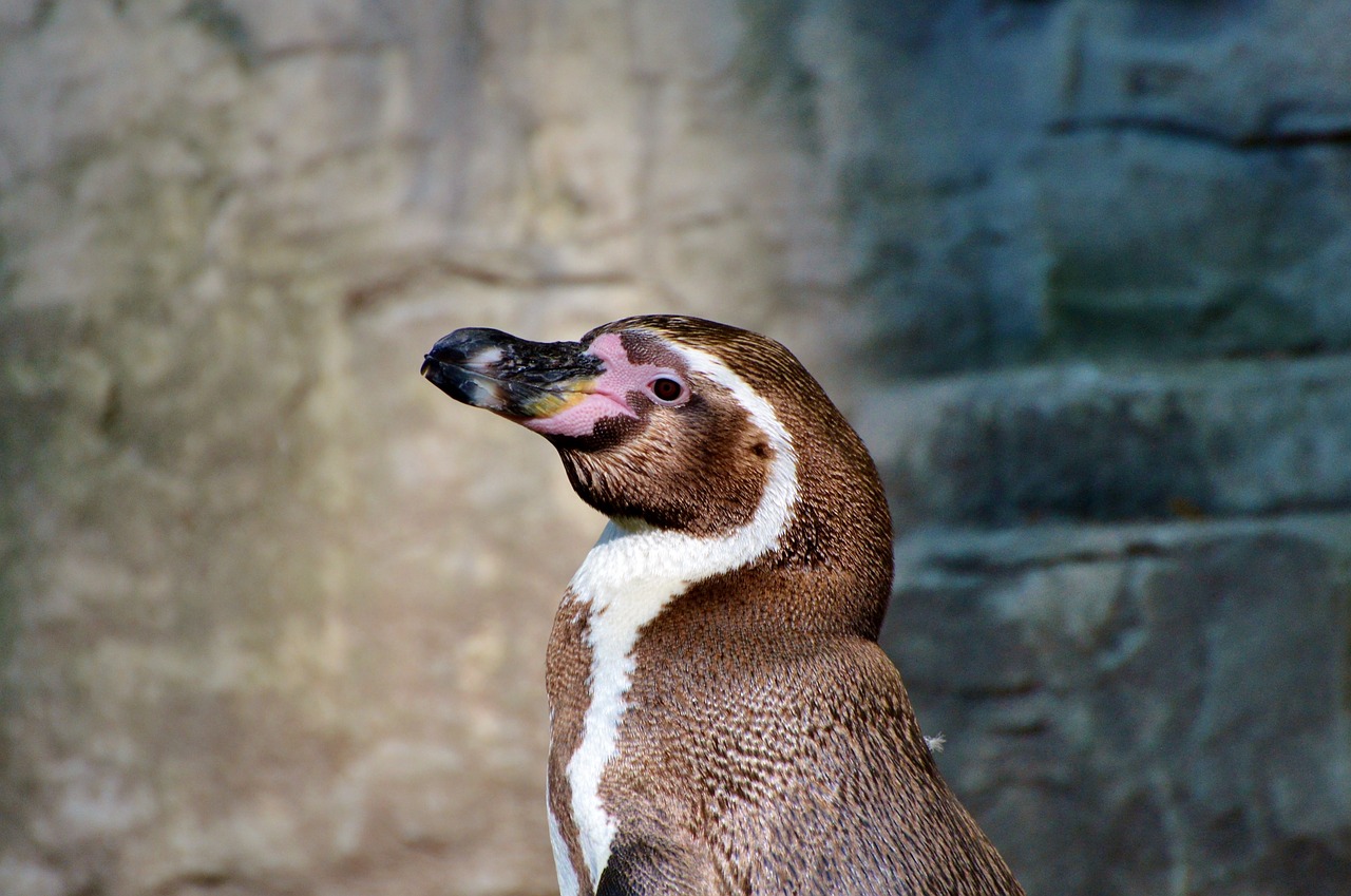 penguin bird water bird free photo