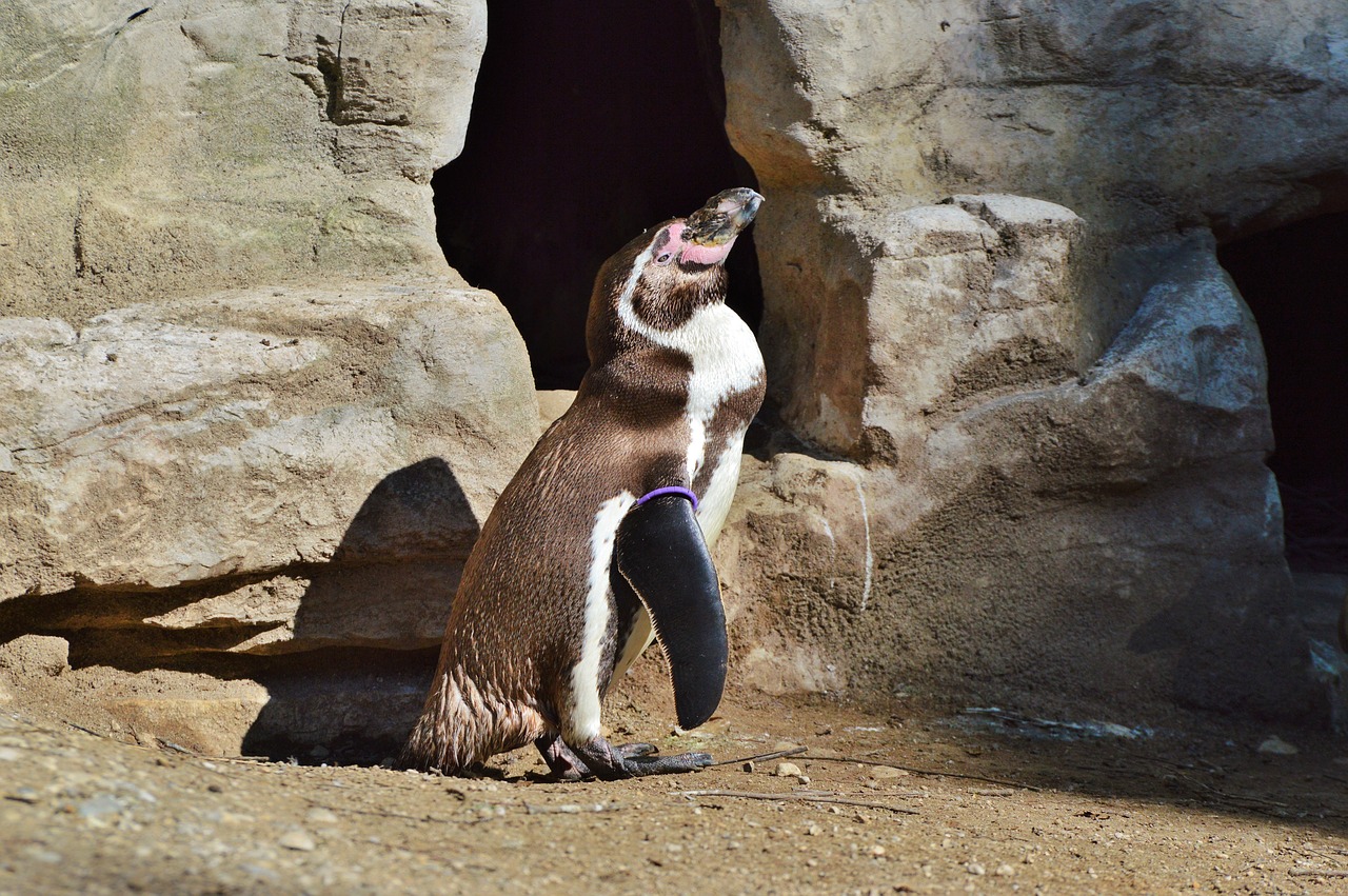 penguin bird water bird free photo