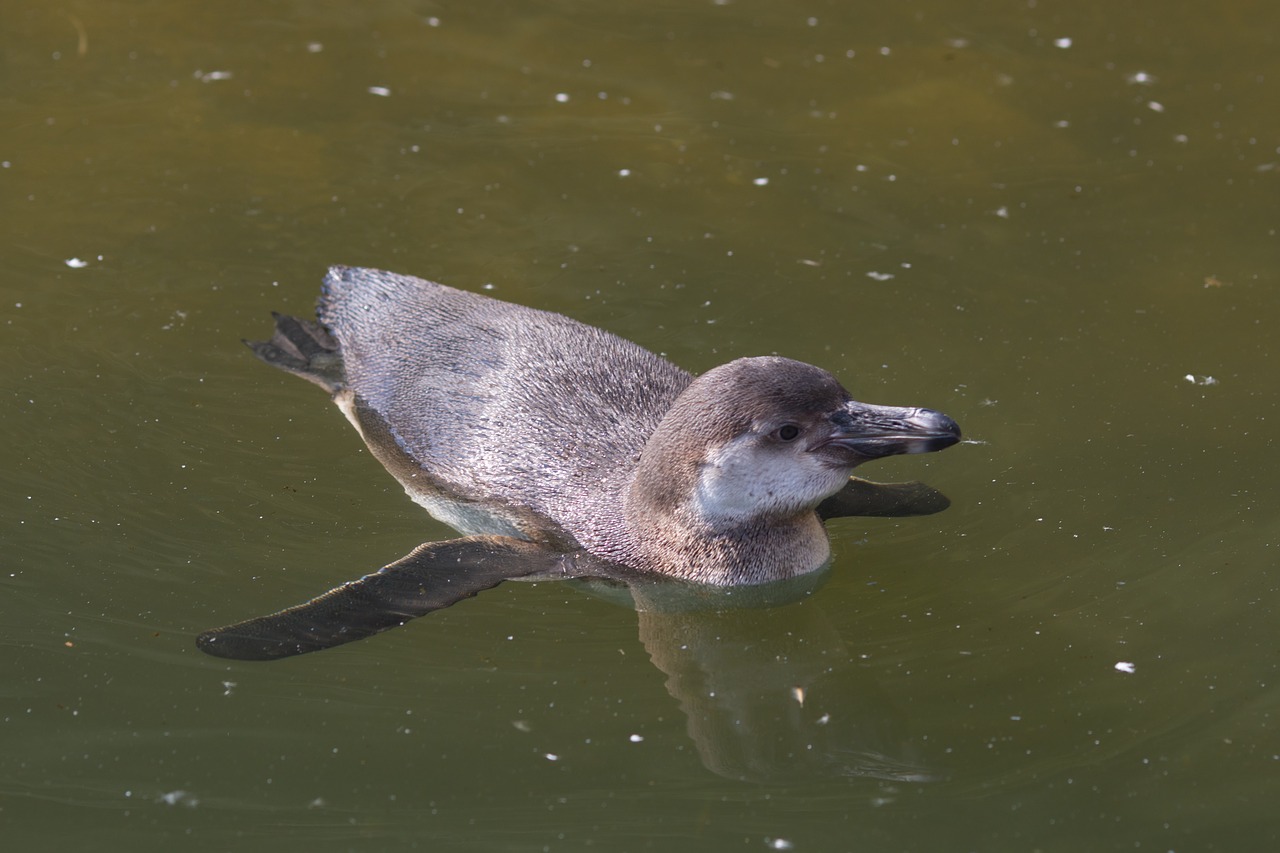 penguin pilsen zoo swim free photo