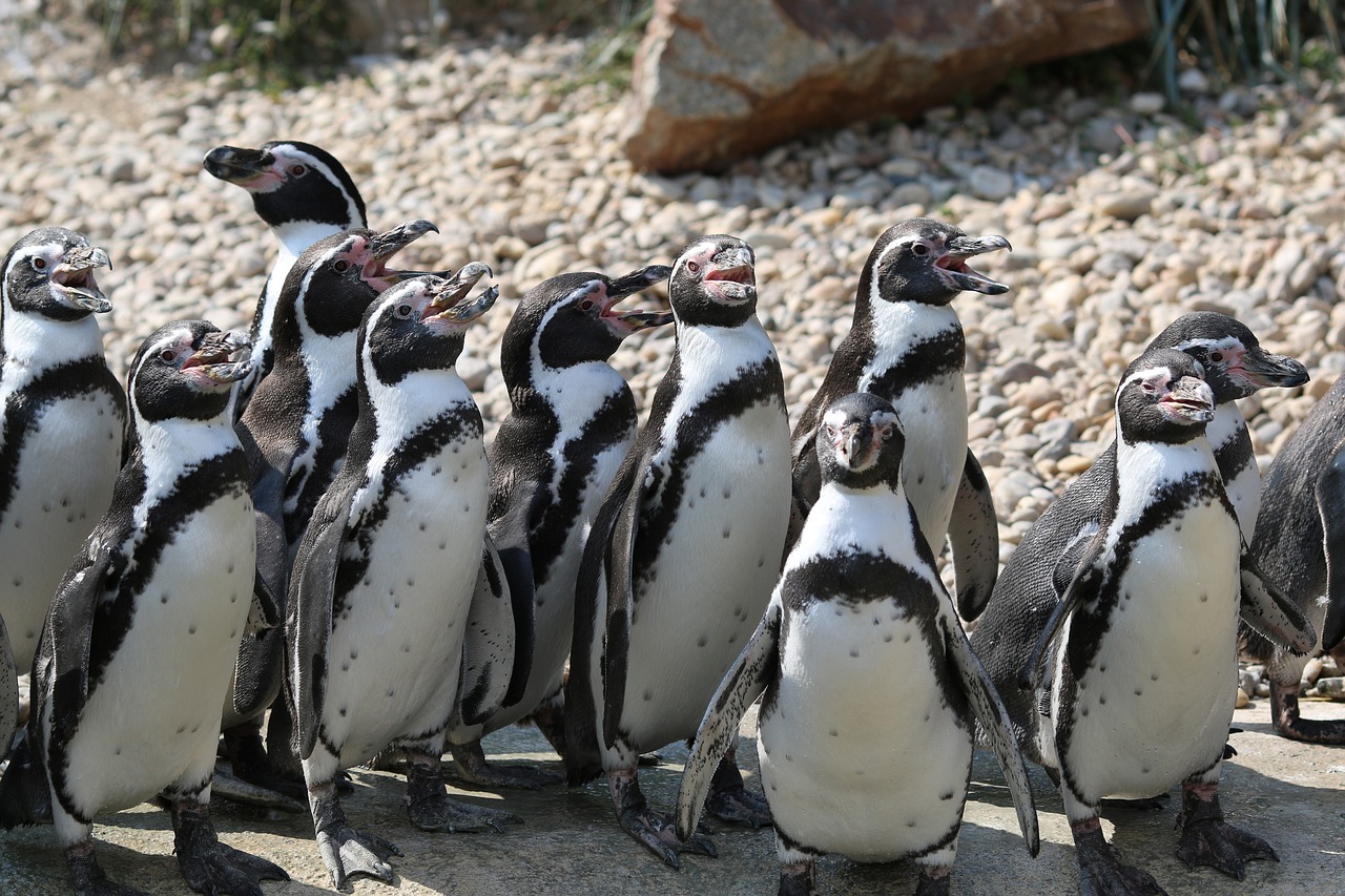 penguin pilsen zoo group free photo