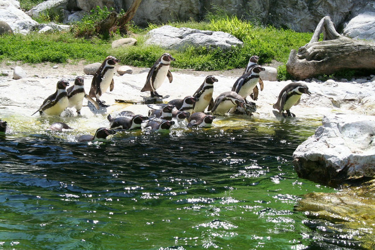 penguin swim water free photo
