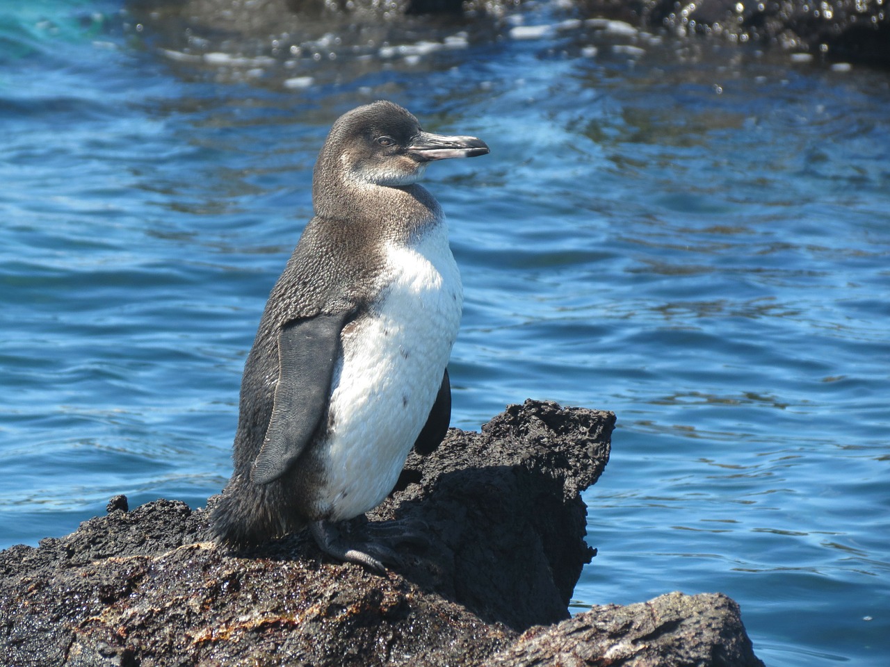 penguin bird flightless free photo