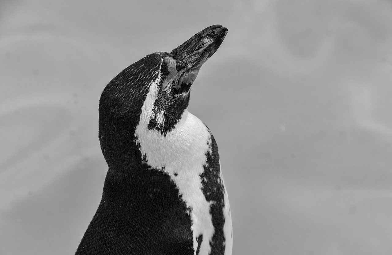 penguin bird nature free photo