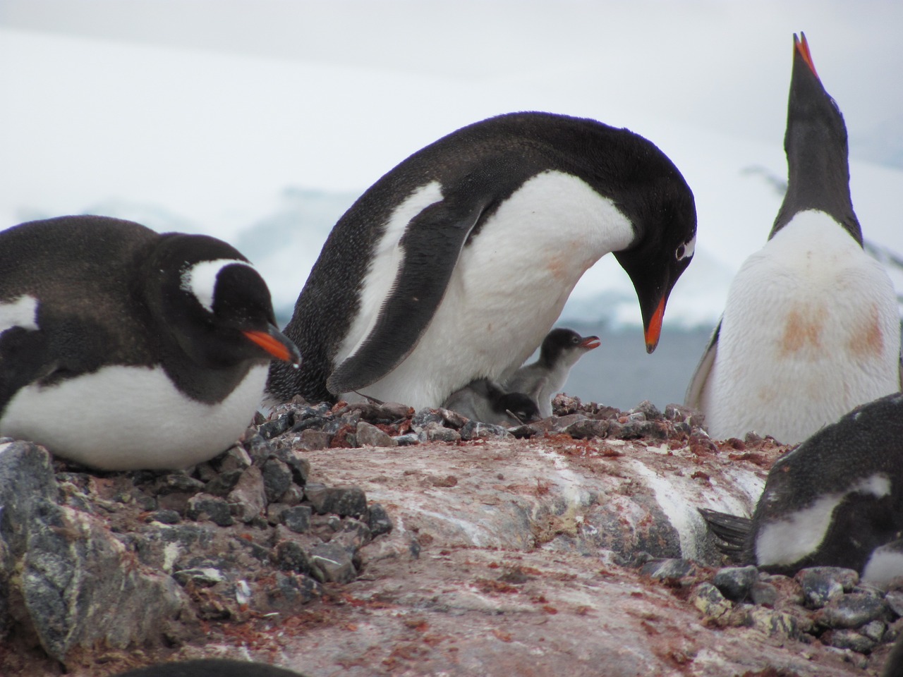 penguin bird aquatic animal free photo