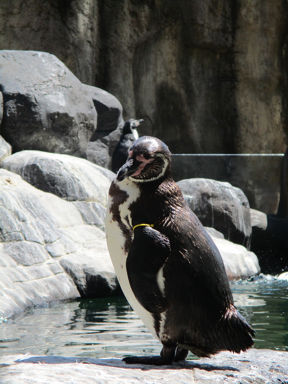 penguin water water bird free photo