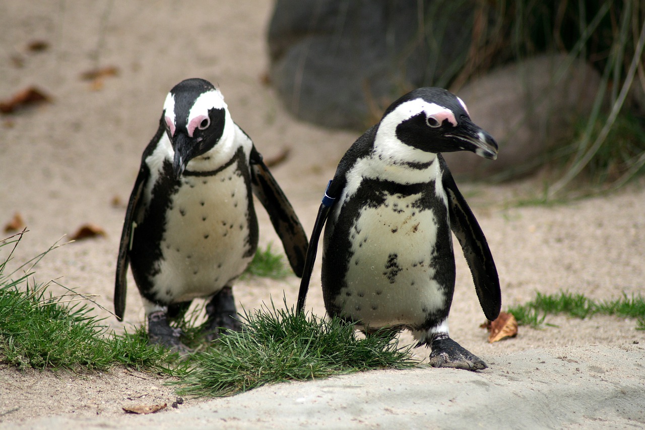 penguin zoo animal free photo