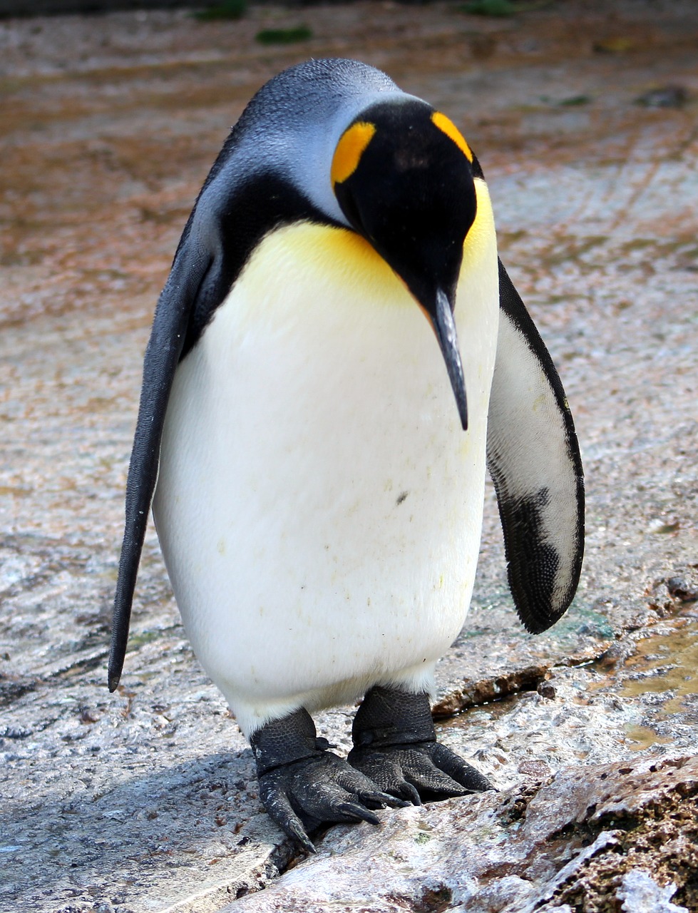 penguin bird arctic free photo