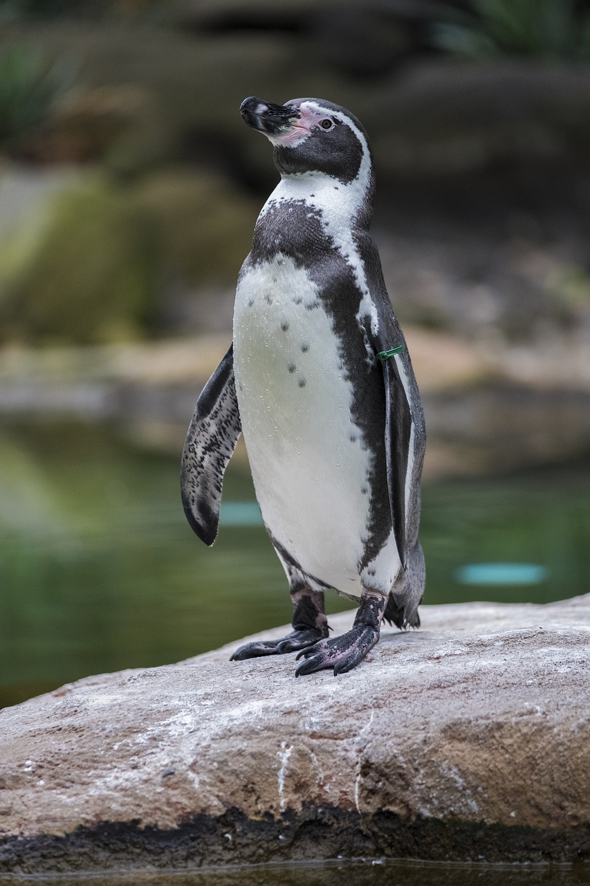 penguin seevogel humboldt penguin free photo
