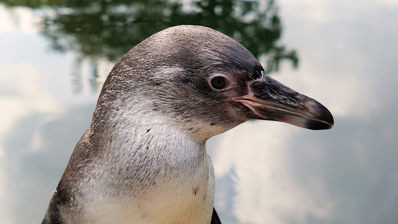 penguin bird animal free photo