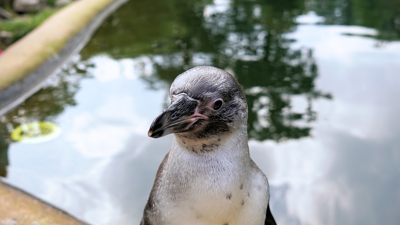 penguin bird animal free photo