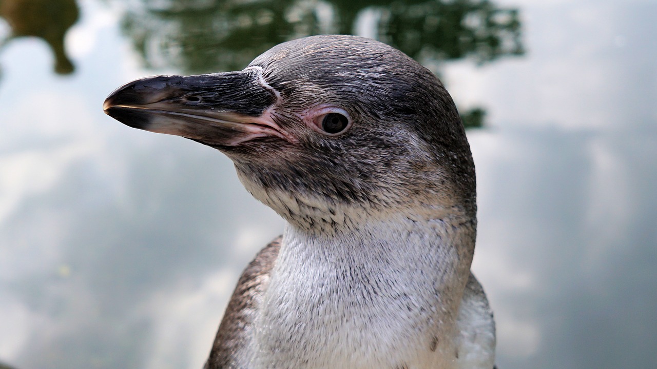 penguin bird animal free photo