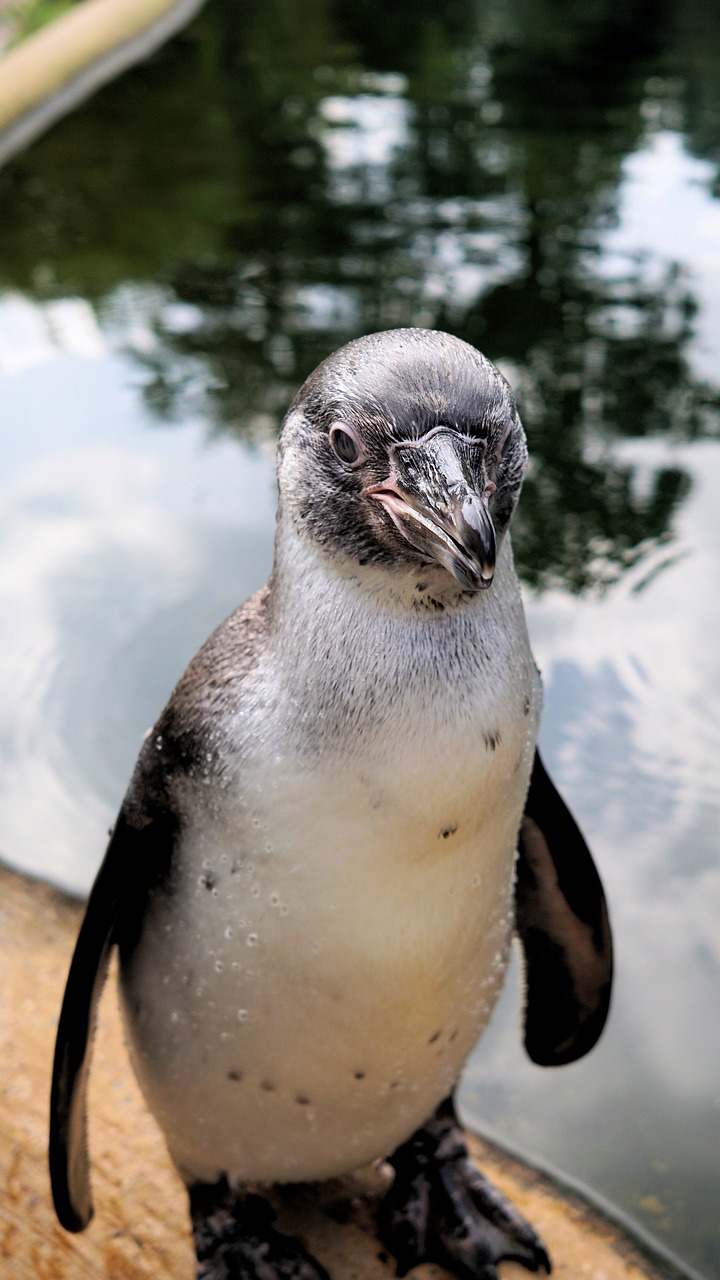 penguin bird animal free photo