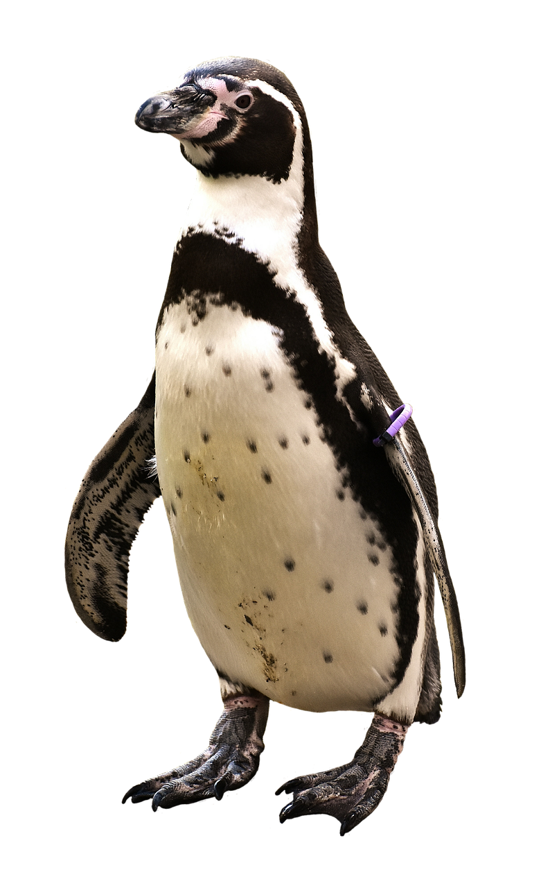 penguin animal animal world free photo