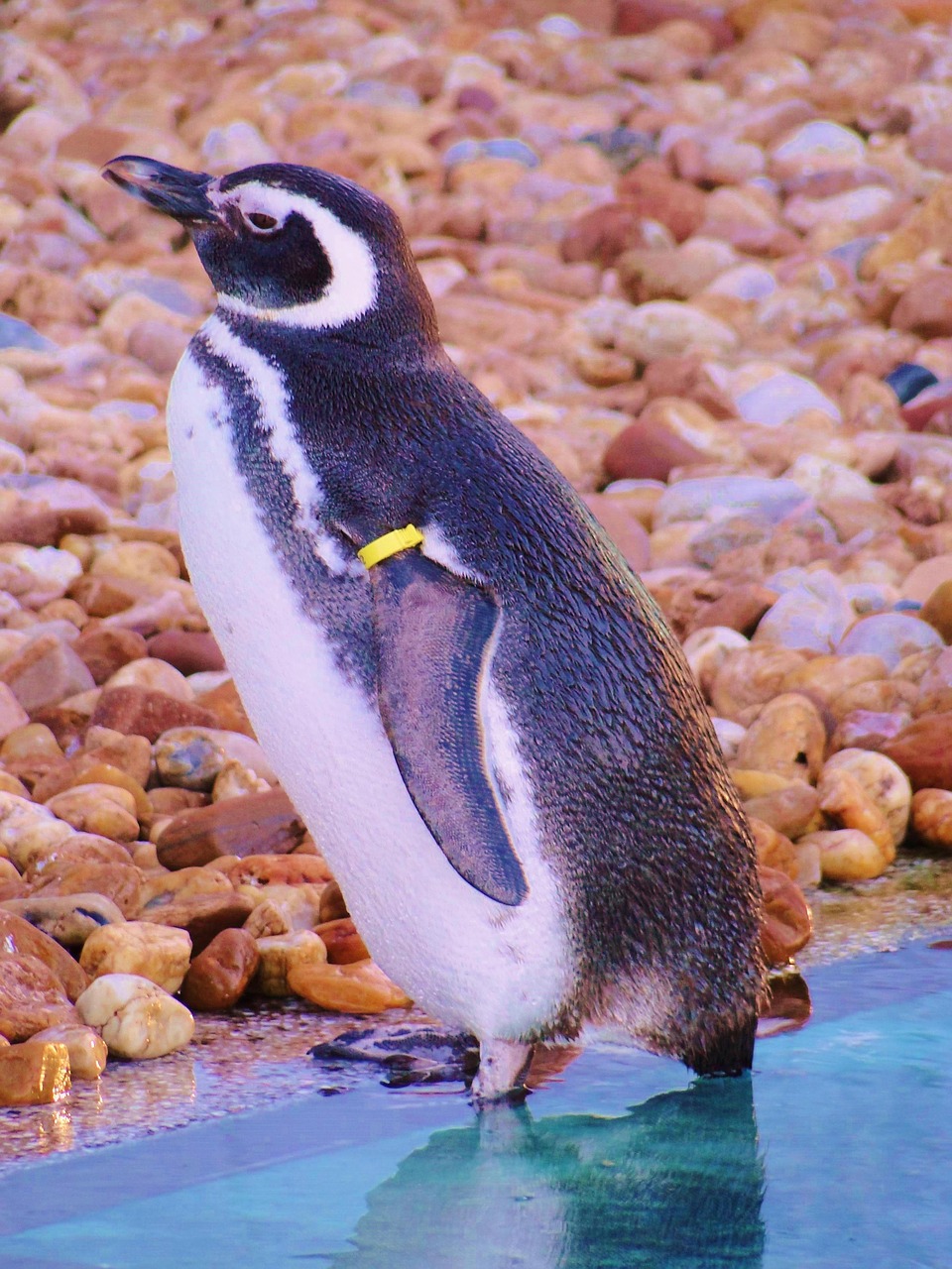 penguin museum rio grande free photo