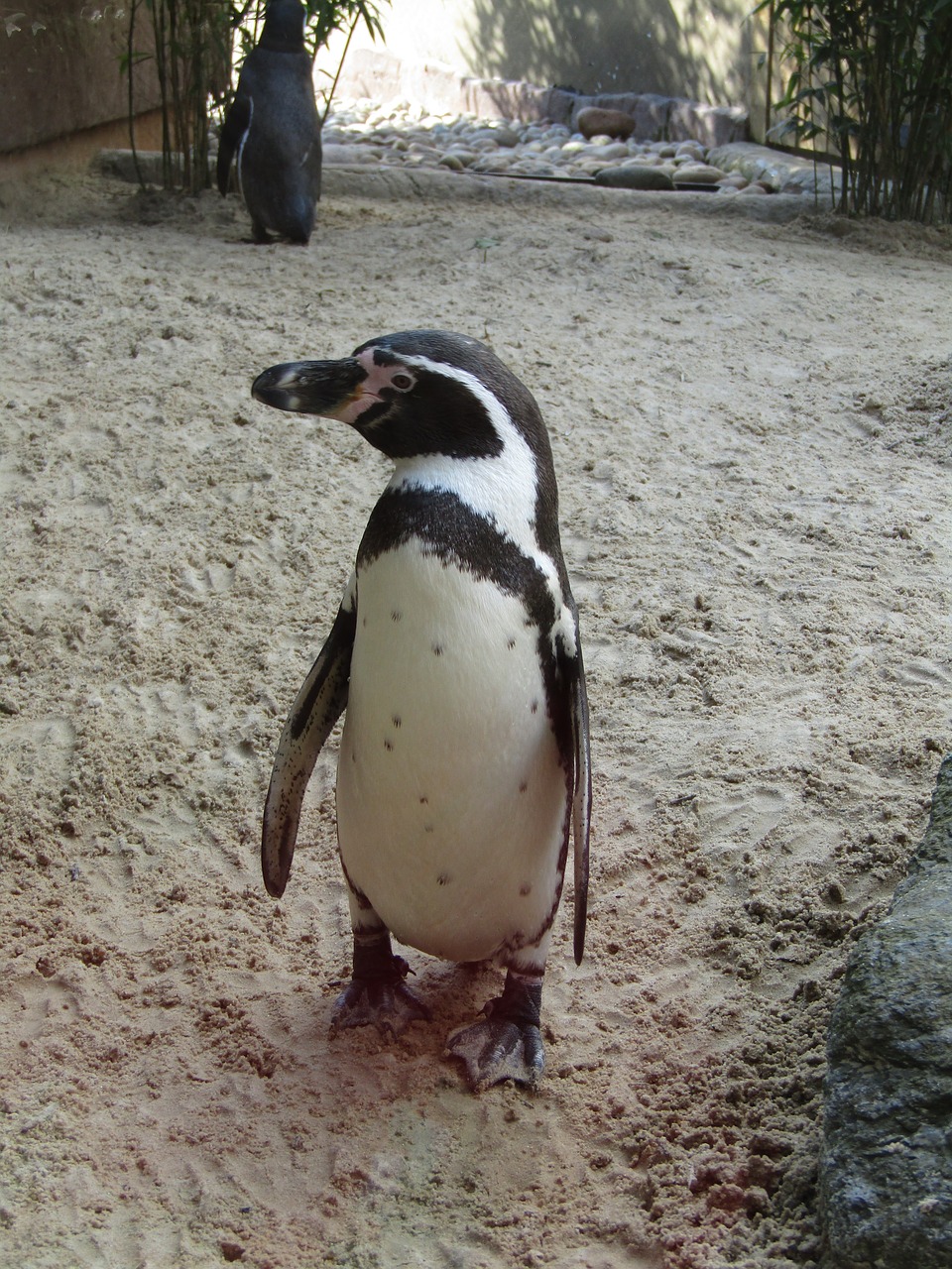 penguin walking standing free photo