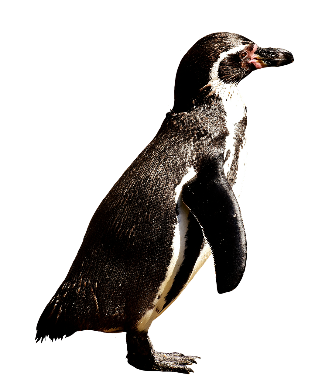 penguin animal animal world free photo