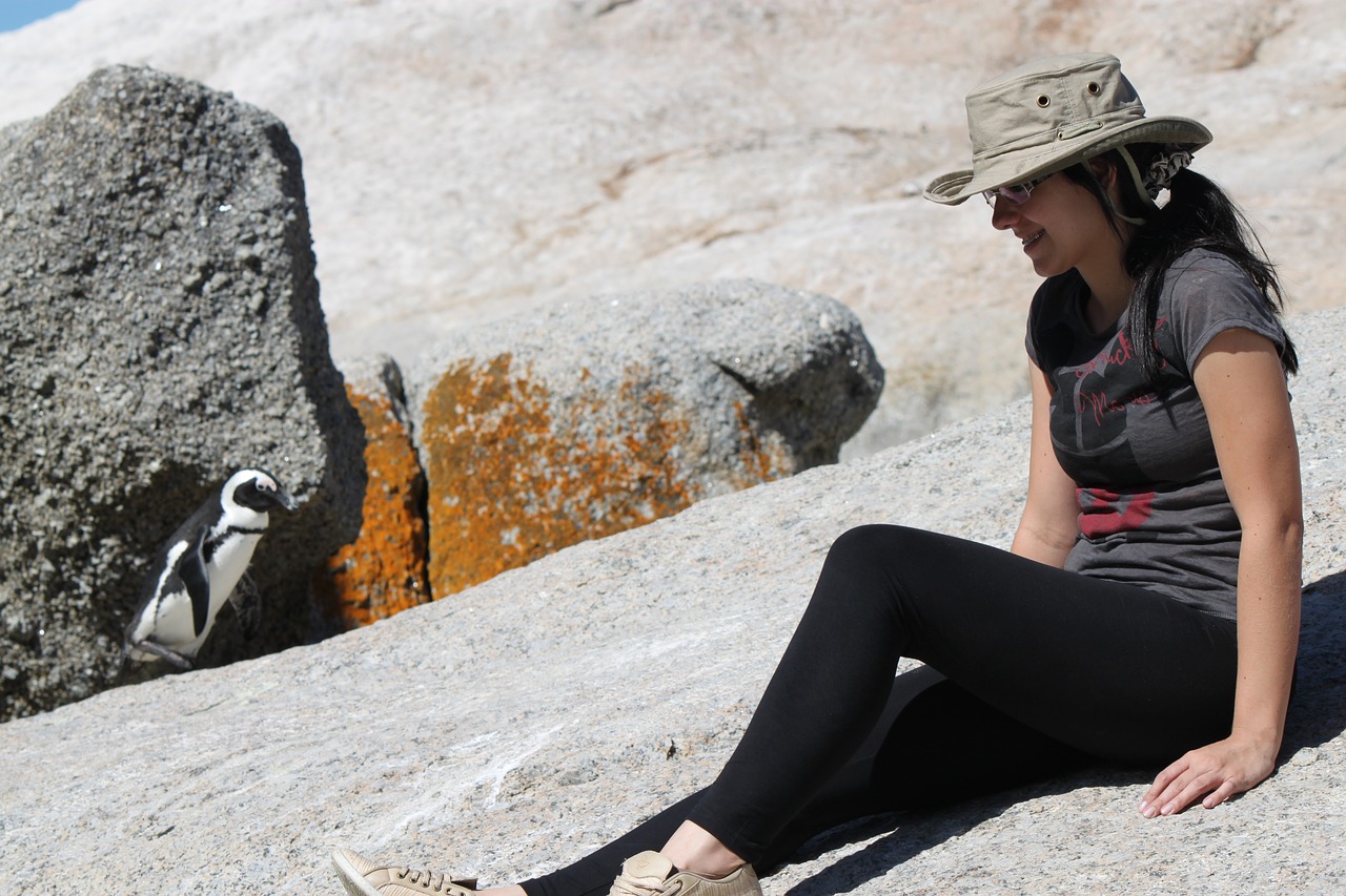 penguin beach stones free photo