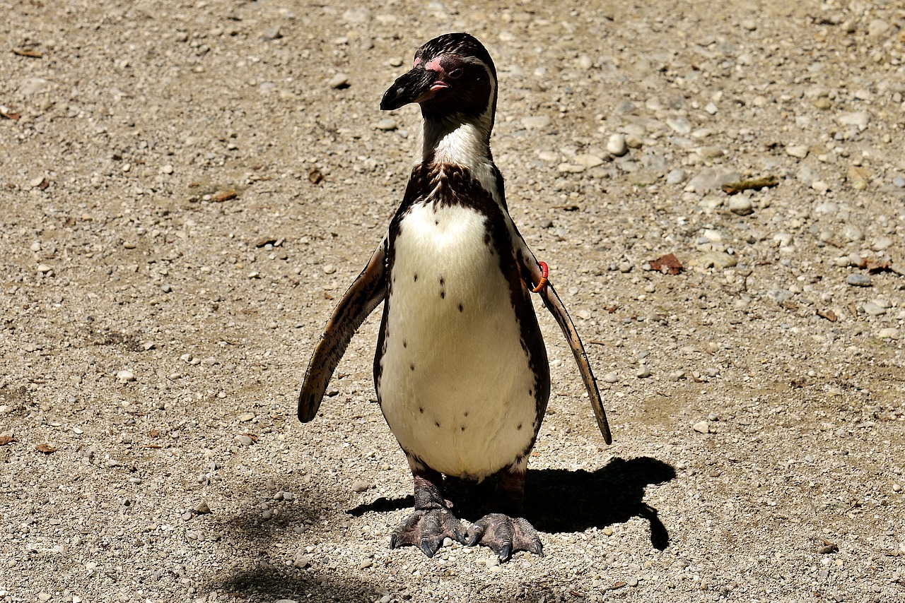 penguin animal animal world free photo