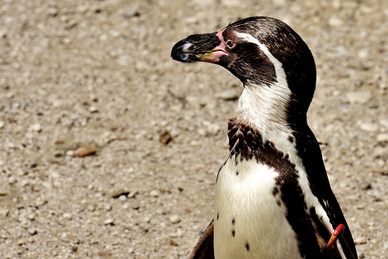 penguin animal animal world free photo