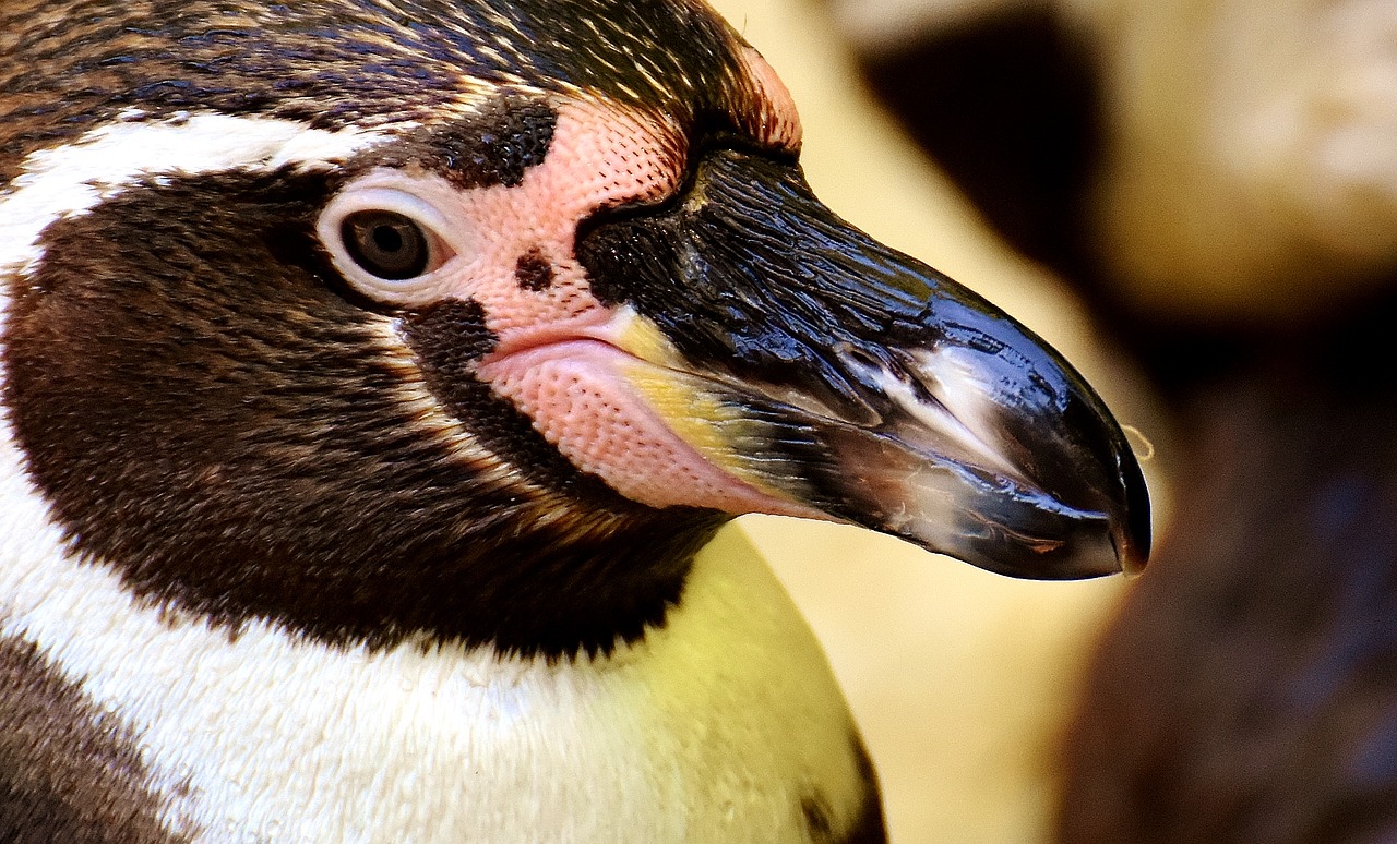 penguin animal animal world free photo