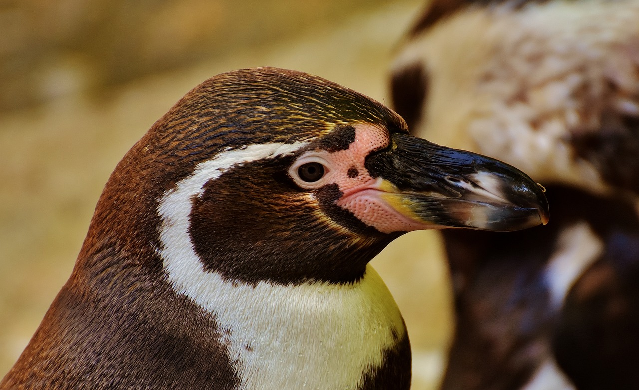 penguin animal animal world free photo