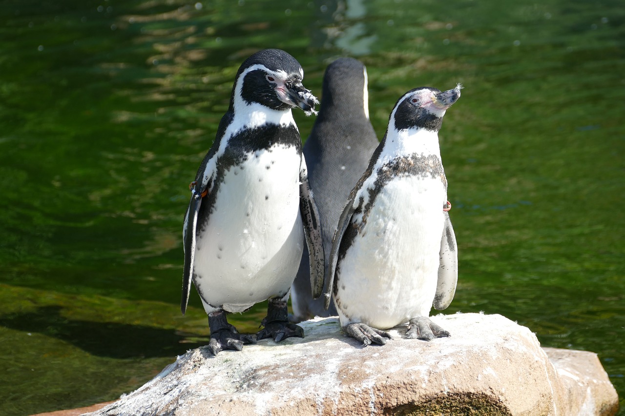 penguin sea antarctica free photo
