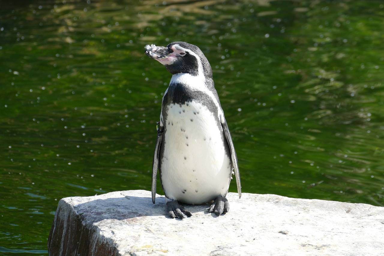 penguin sea antarctica free photo