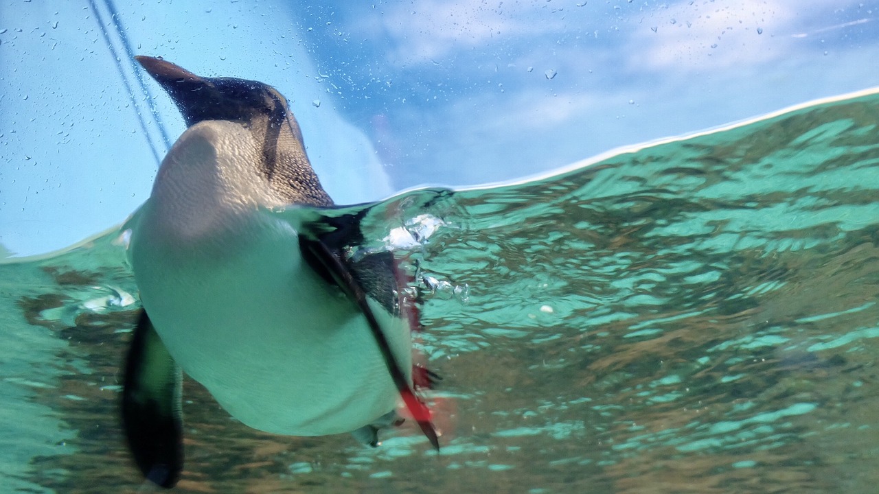 penguin aquarium cute free photo