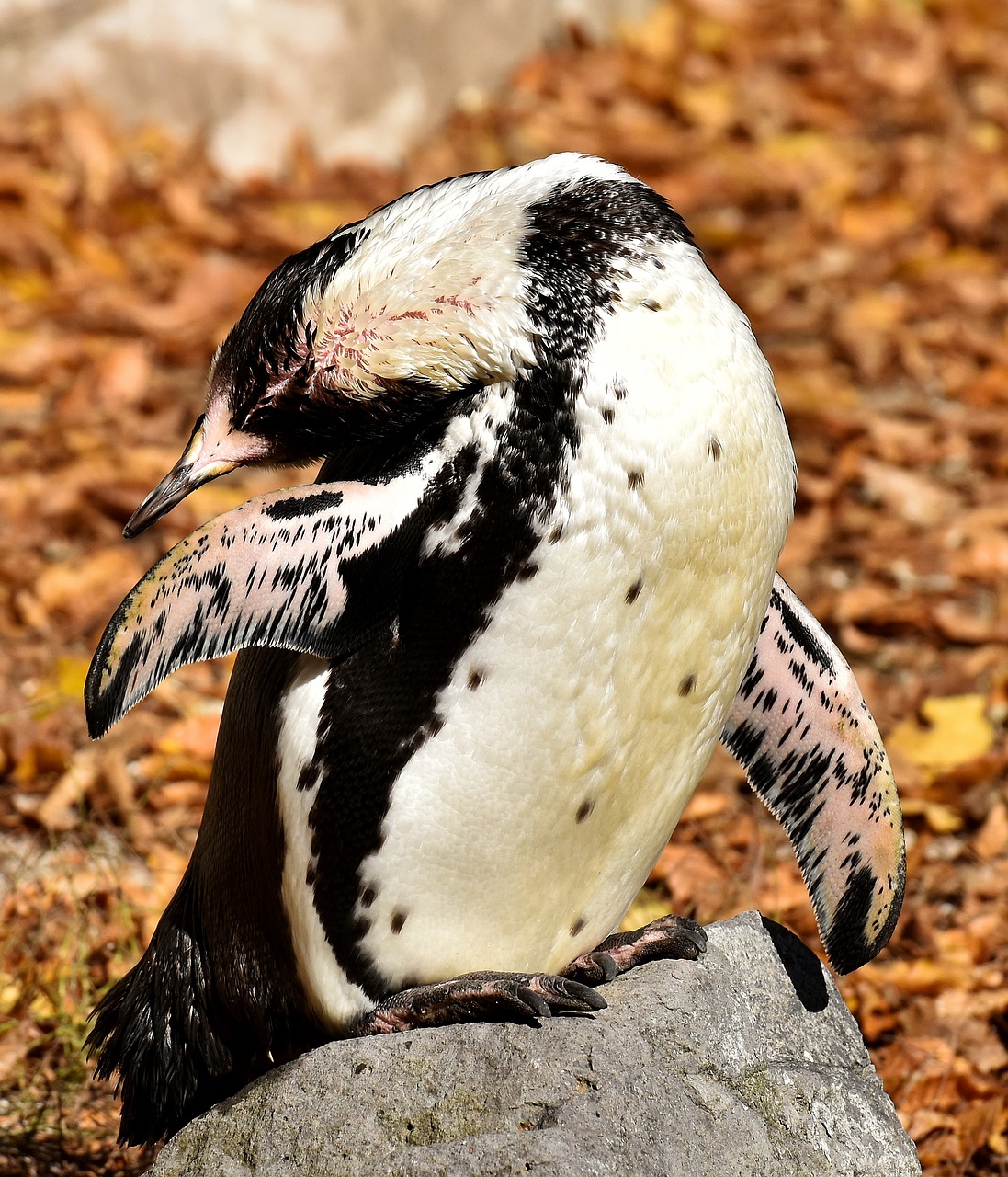 penguin animal animal world free photo