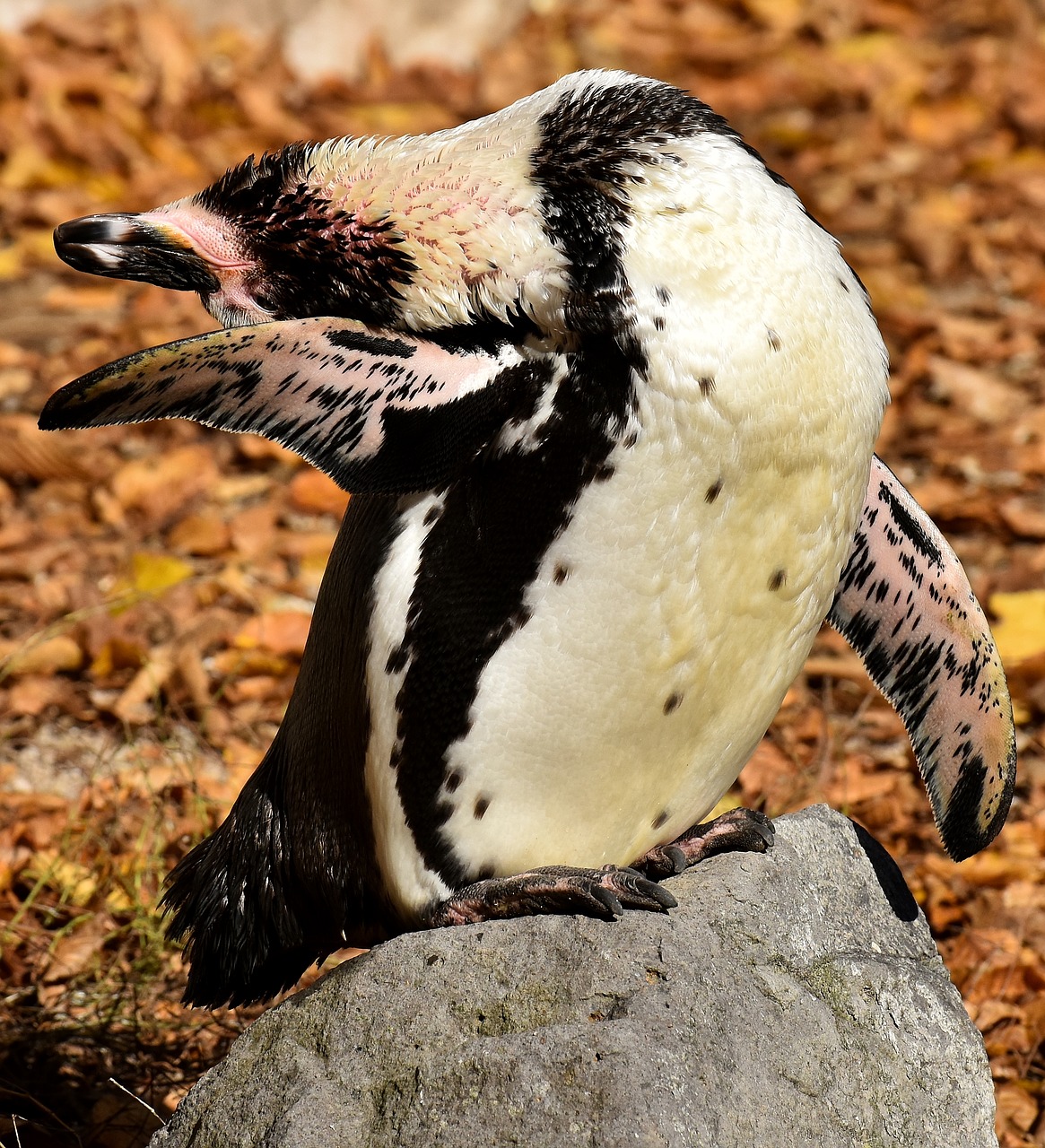 penguin animal animal world free photo