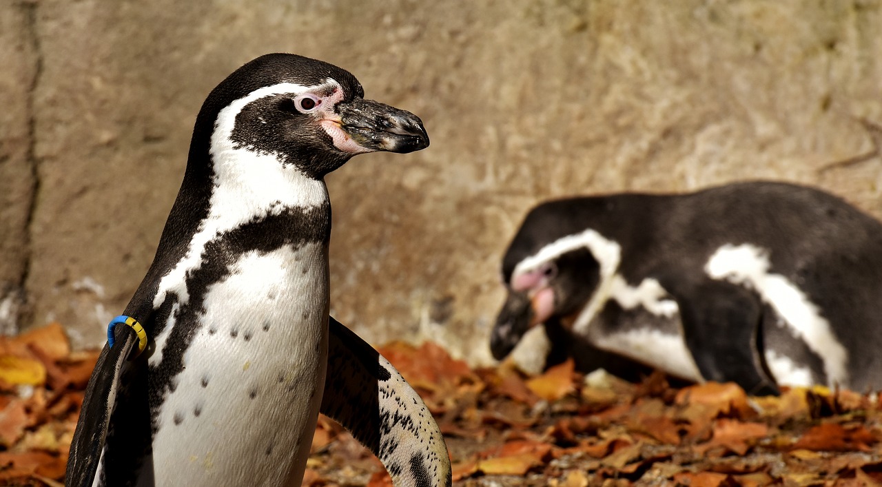 penguin animal animal world free photo