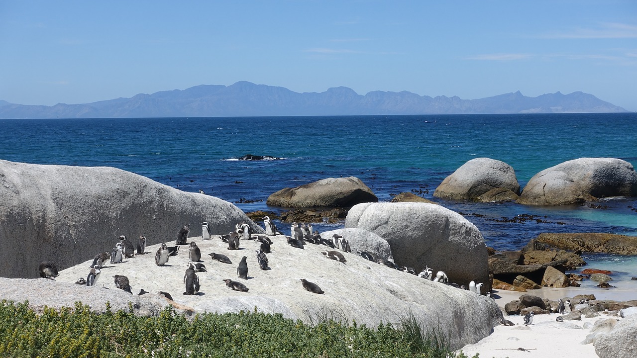 penguin sea view sunshine free photo