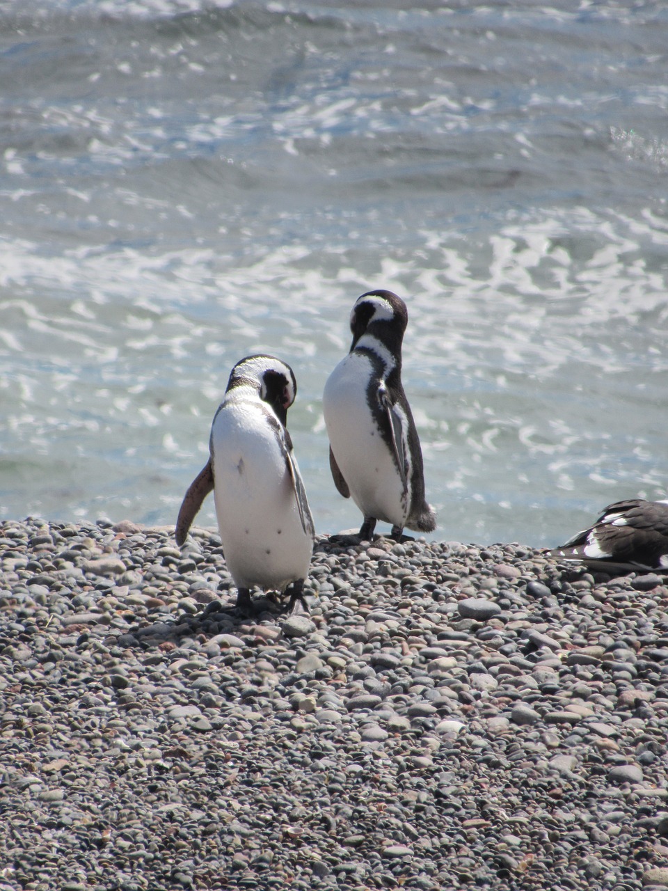 penguin magellan nature free photo