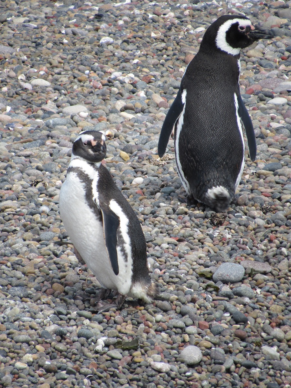 penguin magellan nature free photo