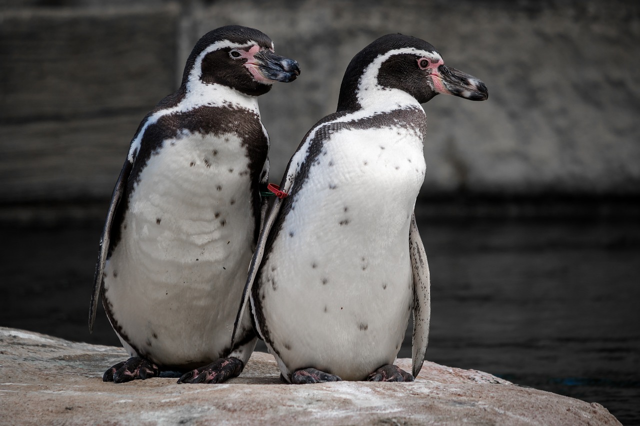 penguin animal world bird free photo