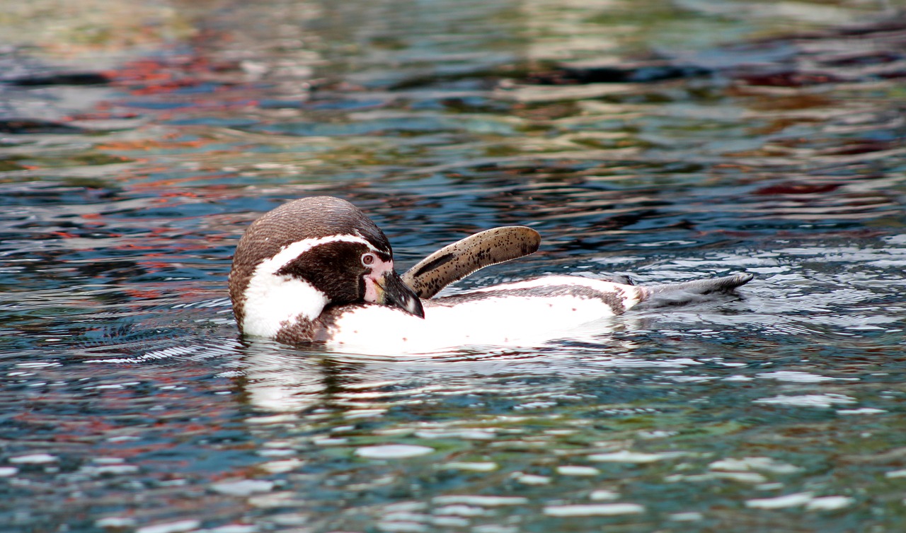 penguin water nature free photo