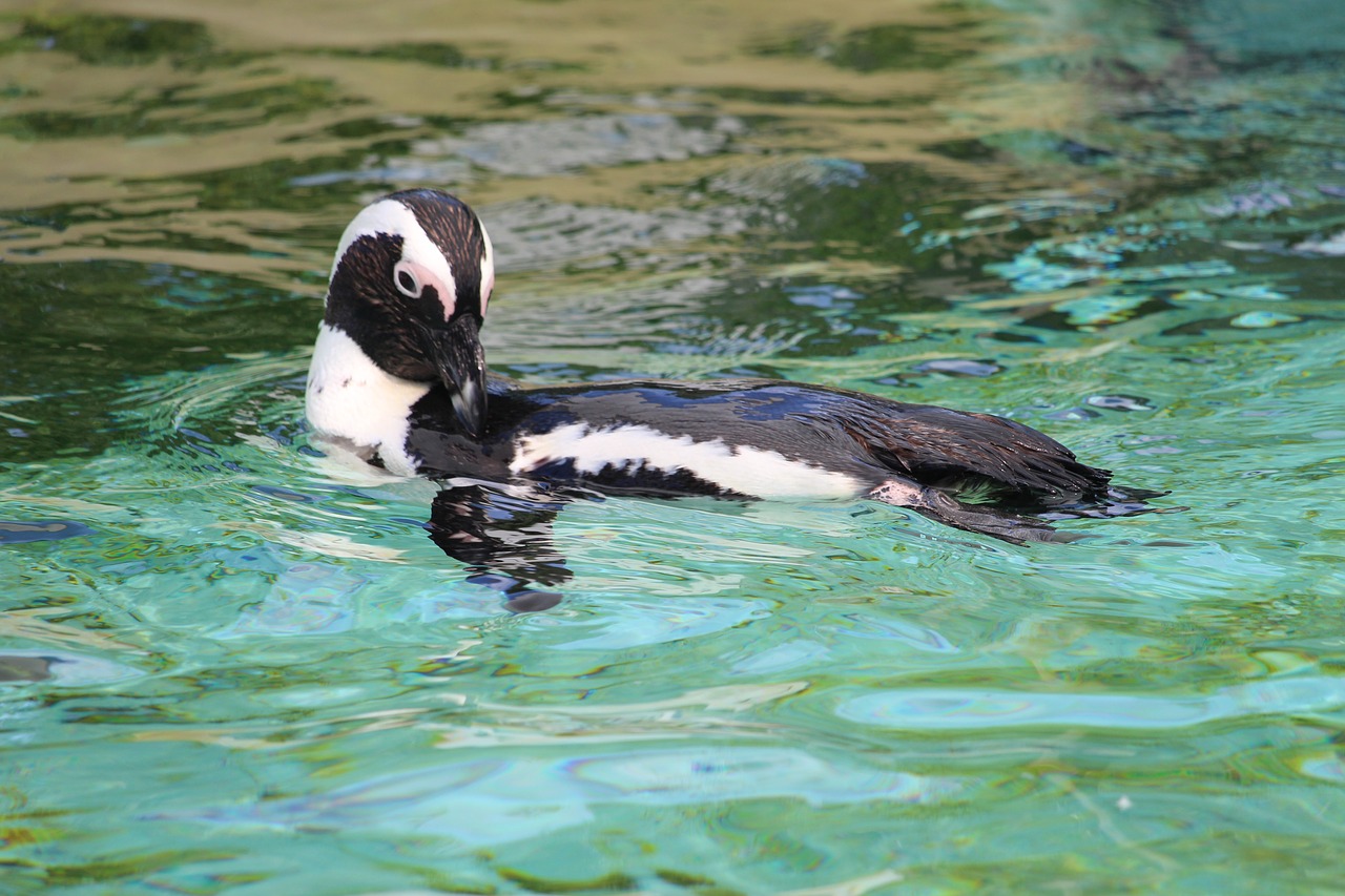 penguin water zoo free photo